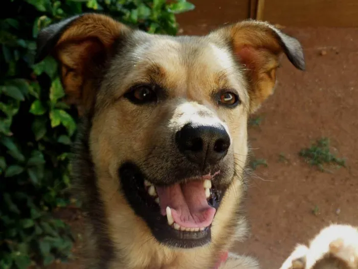 Cachorro ra a Vira lata  idade 6 ou mais anos nome Baster 