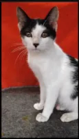 Faísca 