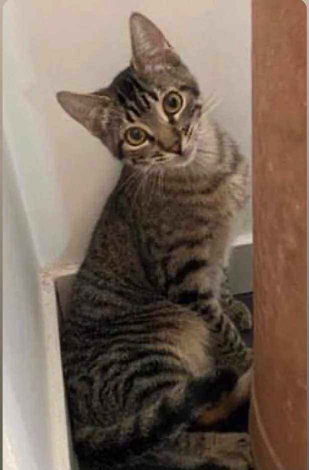 Gato ra a SRD-tigrinhos idade 2 a 6 meses nome Tigrinhos Anten & Agen