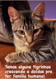 Tigrinhos Anten & Agen