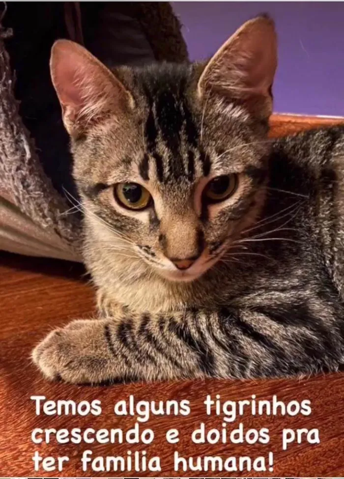 Gato ra a SRD-tigrinhos idade 2 a 6 meses nome Tigrinhos Anten & Agen