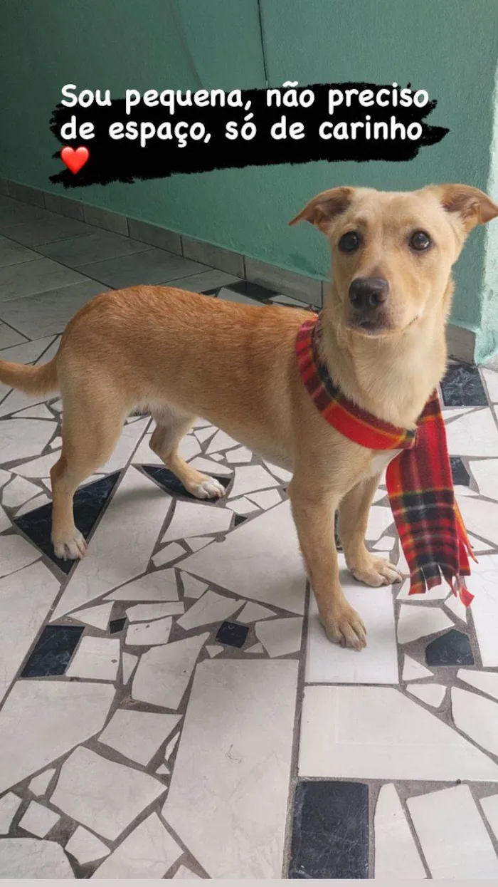Cachorro ra a SRD idade 2 anos nome Dona Carmela