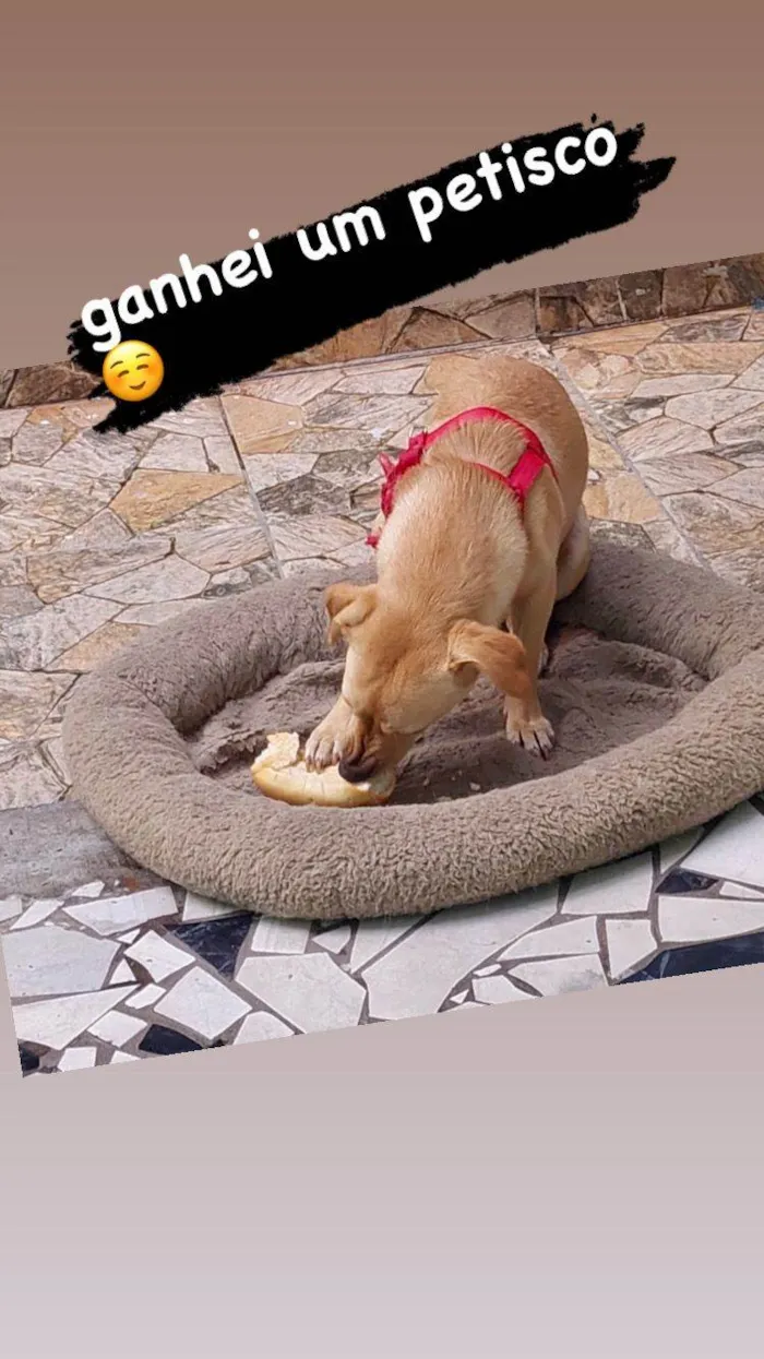 Cachorro ra a SRD idade 2 anos nome Dona Carmela