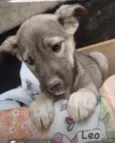 Bebês canis