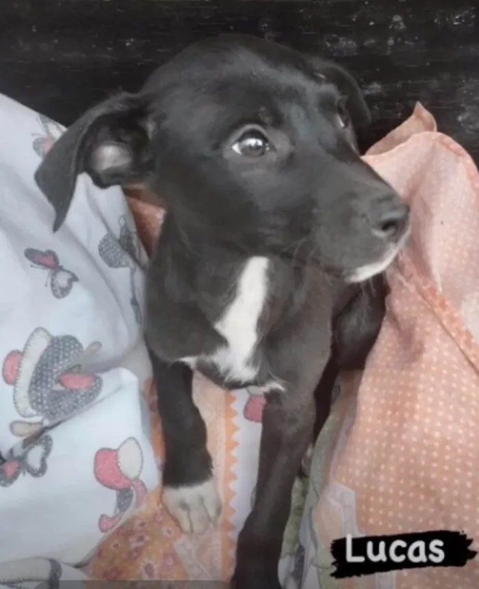 Cachorro ra a SRDelícia idade 2 a 6 meses nome Bebês canis