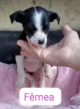 Bebês canis