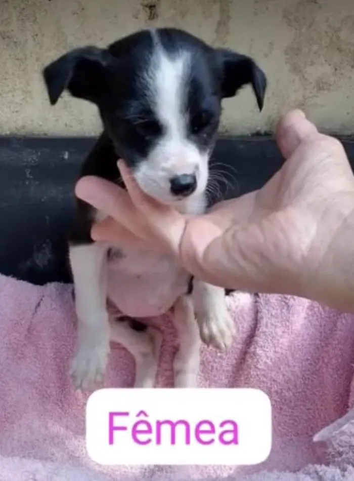 Cachorro ra a SRDelícia idade 2 a 6 meses nome Bebês canis