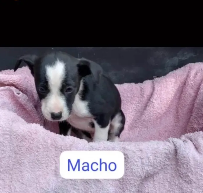 Cachorro ra a SRDelícia idade 2 a 6 meses nome Bebês canis