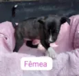 Bebês canis
