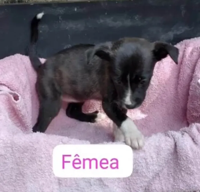 Cachorro ra a SRDelícia idade 2 a 6 meses nome Bebês canis