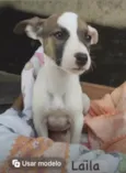 Bebês canis