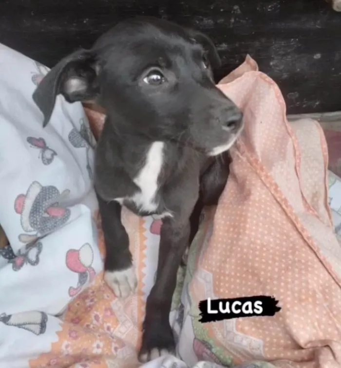 Cachorro ra a SRDelícia idade 2 a 6 meses nome Bebês canis