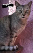 Ninoca 