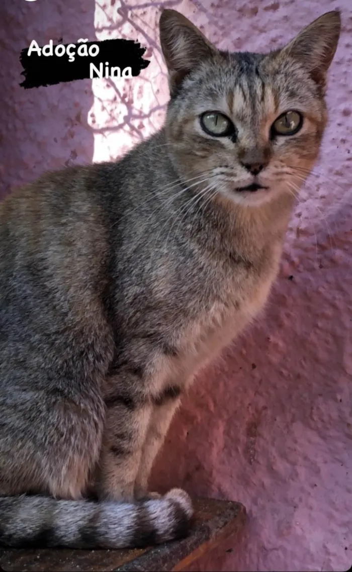 Gato ra a SRDeliciosa idade 3 anos nome Ninoca 