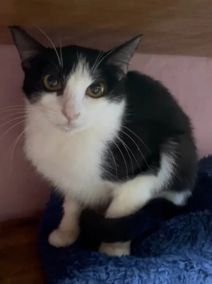 Gato ra a SRD-bicolor idade 2 a 6 meses nome Susi
