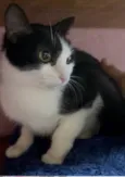 Susi