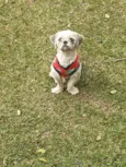 Ursinho 