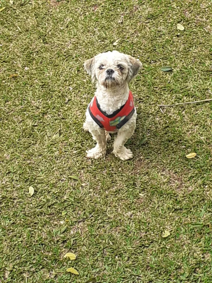 Cachorro ra a Shitzu idade 1 ano nome Ursinho 