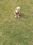 Ursinho 