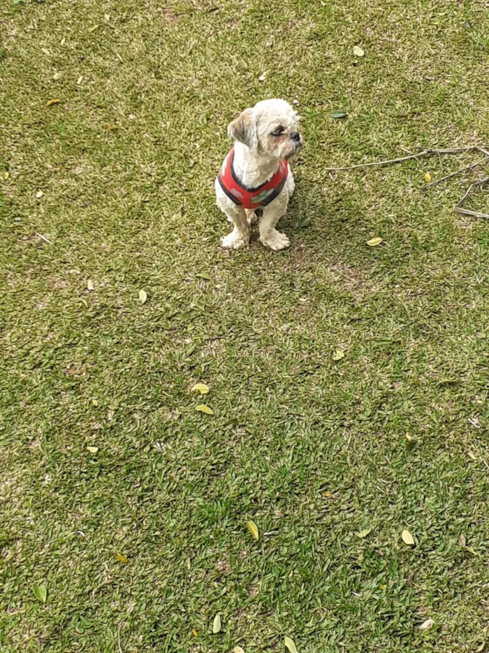 Cachorro ra a Shitzu idade 1 ano nome Ursinho 