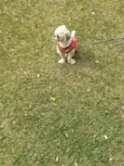 Ursinho 