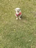 Ursinho 
