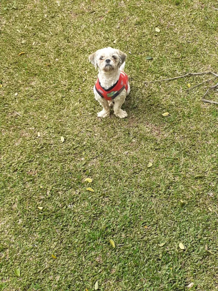 Cachorro ra a Shitzu idade 1 ano nome Ursinho 