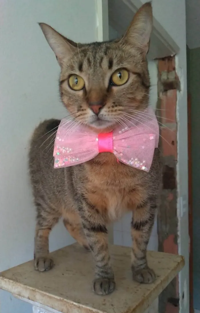 Gato ra a SRD-ViraLata idade 2 anos nome Nala