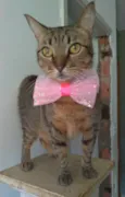 Nala