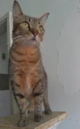 Nala