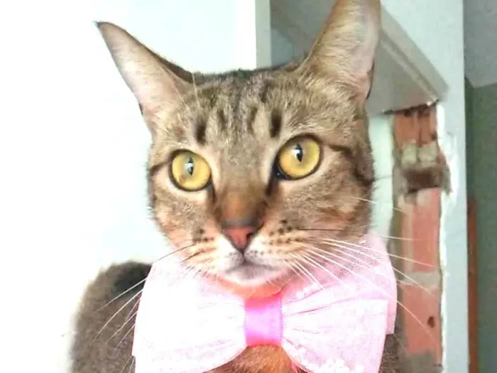 Gato ra a SRD-ViraLata idade 2 anos nome Nala