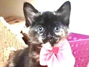 Gato raça SRD-ViraLata idade 2 a 6 meses nome Amy