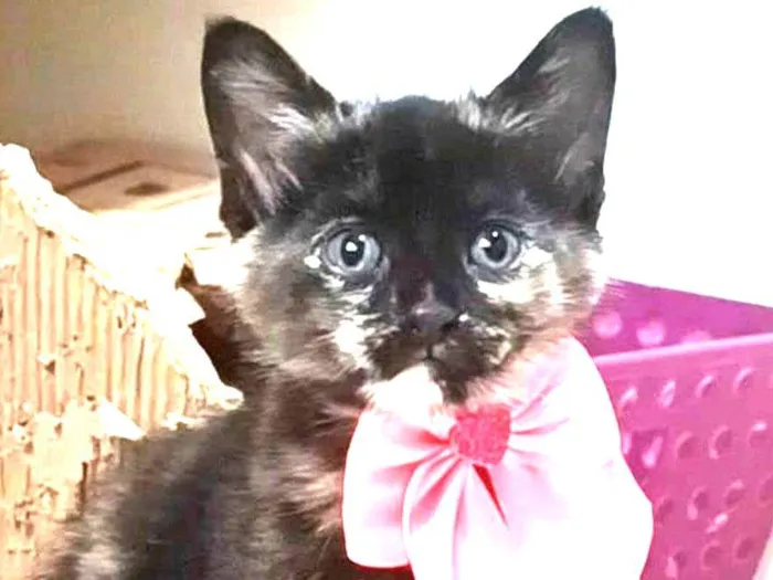 Gato ra a SRD-ViraLata idade 2 a 6 meses nome Amy