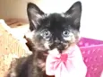 Amy