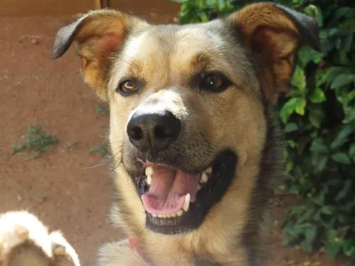 Cachorro ra a Vira lata  idade 6 ou mais anos nome Baster 