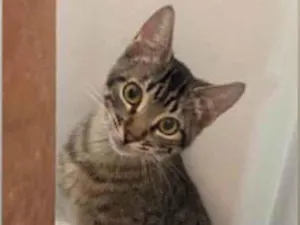 Gato raça SRD-tigrinhos idade 2 a 6 meses nome Tigrinhos Anten & Agen