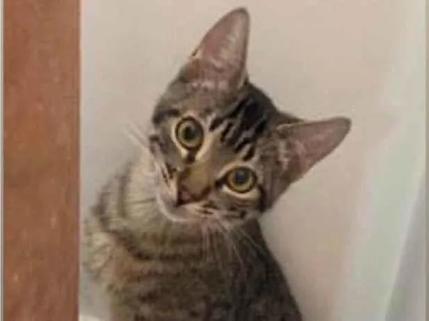 Gato ra a SRD-tigrinhos idade 2 a 6 meses nome Tigrinhos Anten & Agen