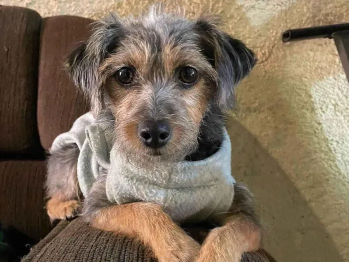 Cachorro ra a SRD idade 1 ano nome Tuquinha