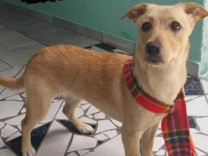 Cachorro raça SRD idade 2 anos nome Dona Carmela