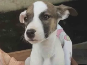 Cachorro raça SRDelícia idade 2 a 6 meses nome Bebês canis