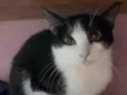 Susi
