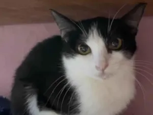 Gato raça SRD-bicolor idade 2 a 6 meses nome Susi