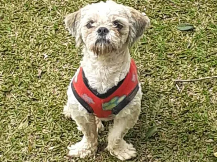 Cachorro ra a Shitzu idade 1 ano nome Ursinho 