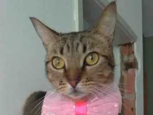 Gato raça SRD-ViraLata idade 2 anos nome Nala