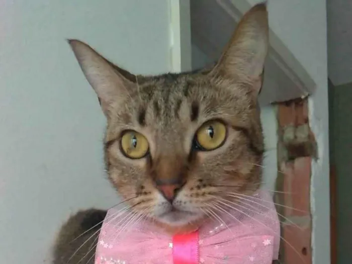 Gato ra a SRD-ViraLata idade 2 anos nome Nala