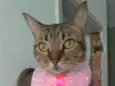 Nala