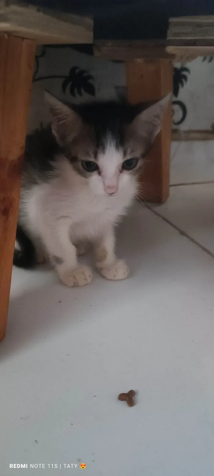 Gato ra a  idade Abaixo de 2 meses nome Mial