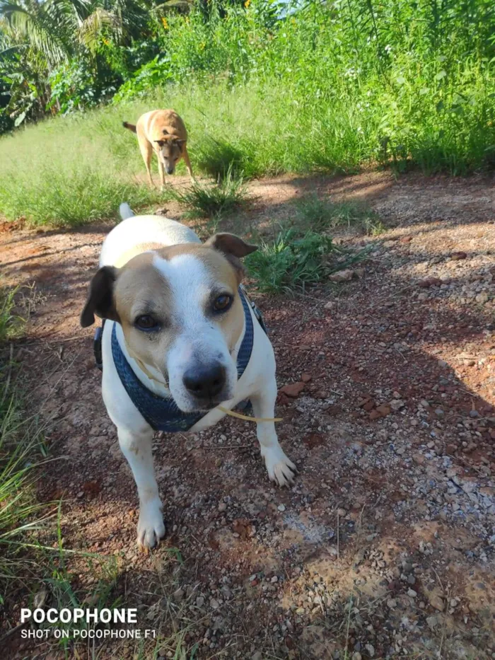 Cachorro ra a SRD-ViraLata idade 3 anos nome GRATIFICA - Bondoso