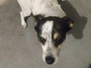 Cachorro raça SRD-ViraLata idade 3 anos nome Jhorge