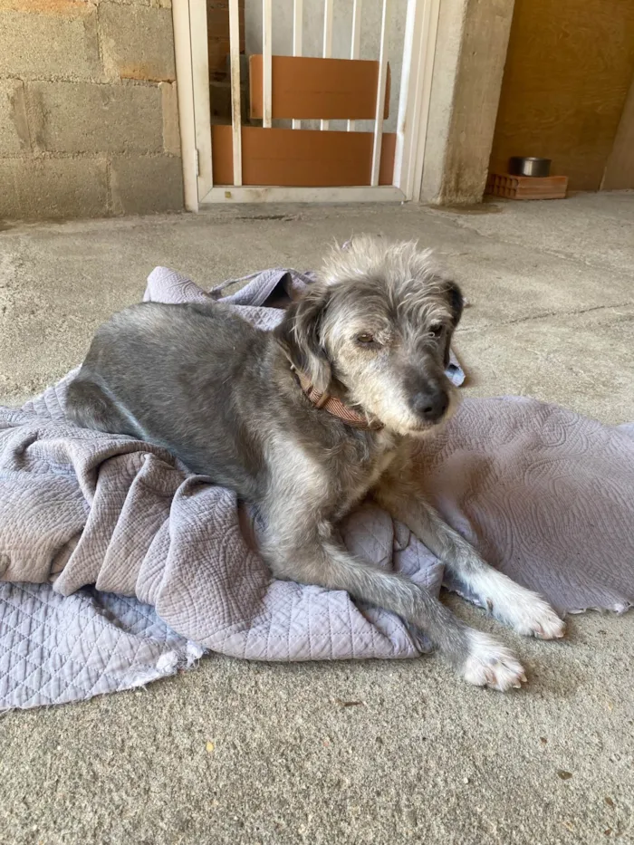 Cachorro ra a Viralata  idade 6 ou mais anos nome Poly 